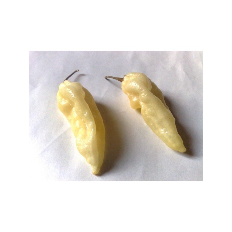 Price: €2.5 - "Fatalii White" Chili Seeds - 