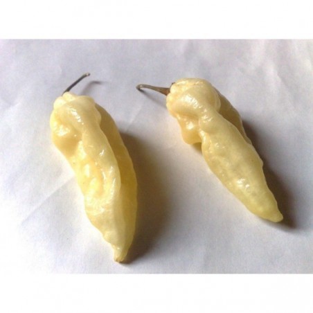 Price: €2.5 - "Fatalii White" Chili Seeds - 