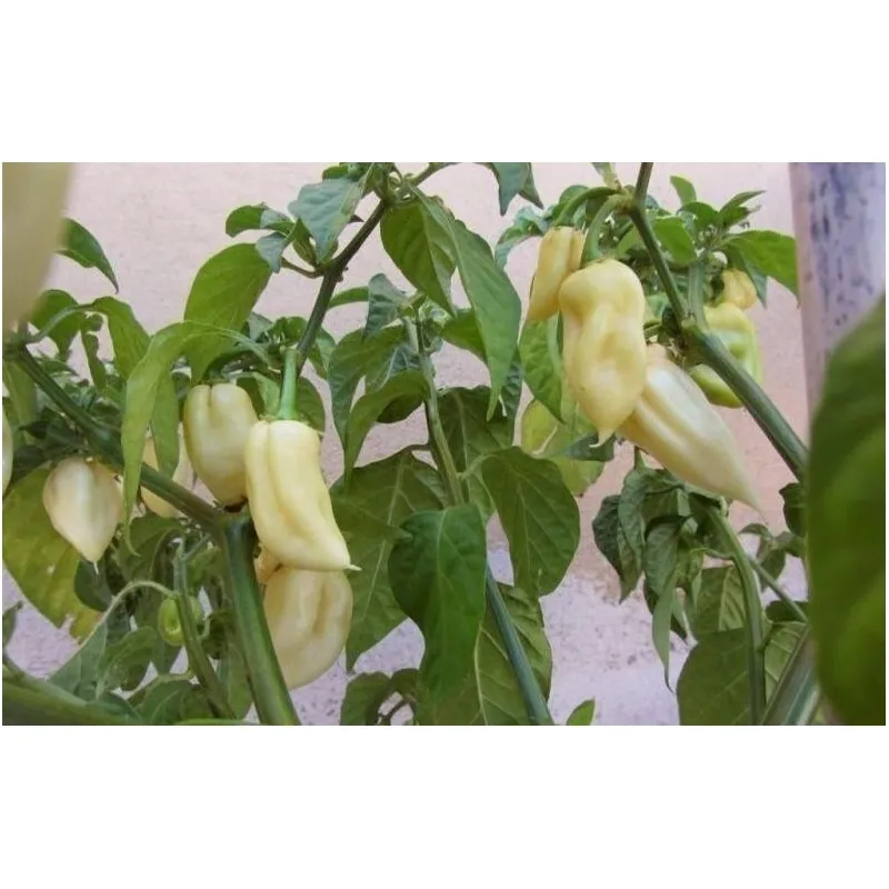 Chili Seme "FATALII White"
