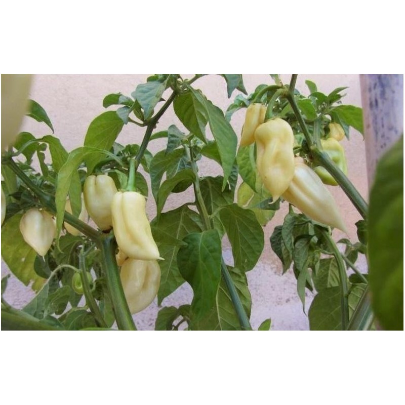 Price: €2.5 - "Fatalii White" Chili Seeds - 
