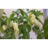 Price: €2.5 - "Fatalii White" Chili Seeds - 