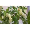 Graines de Piments "Fatalii White"