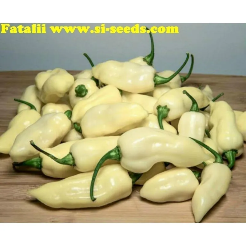 Graines de Piments "Fatalii White"