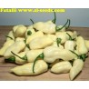 Price: €2.5 - Chili frön "Fatalii White" - 