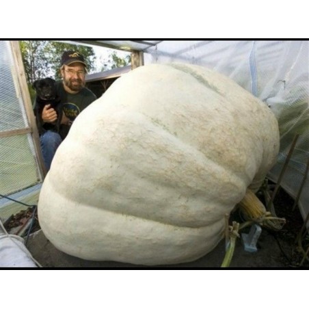 Price: €3.85 - Semillas de Calabaza Gigante Lumina - Seeds Gallery