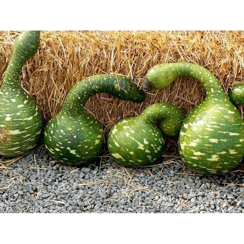 Price: €2.75 - Zierkürbis Samen Schwanenhals - Cobra - 