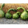 Price: €2.75 - Zierkürbis Samen Schwanenhals - Cobra - 