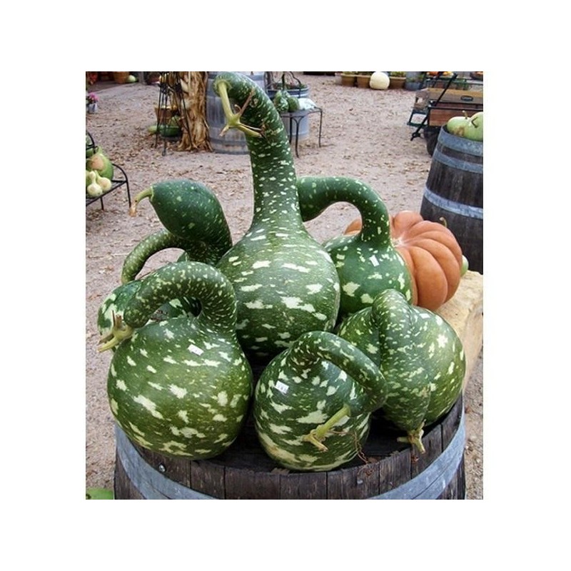 Price: €2.75 - Semi di Zucca ornamentale Cigno - 