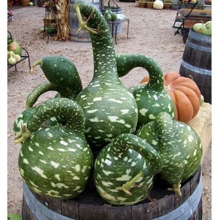 Price: €2.75 - Semi di Zucca ornamentale Cigno -
