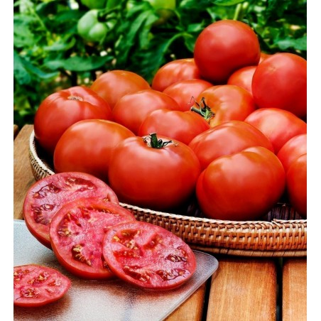 Price: €1.65 - Graines de tomate HEINZ 1350 - 