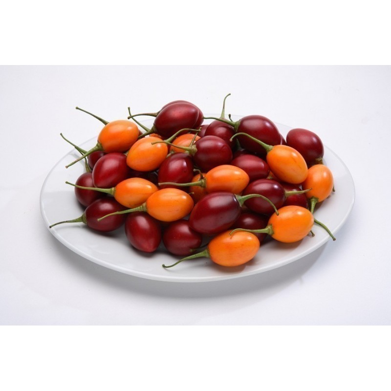 Price: €1.5 - Semi di Tamarillo (Cyphomandra betacea) - 