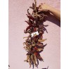 Price: €1.95 - Semi di peperoncino Vezanka vecchia varietà dalla Serbia - Seeds Gallery