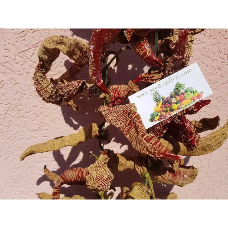 Chili Samen Vezanka Alte Serbische Sorte