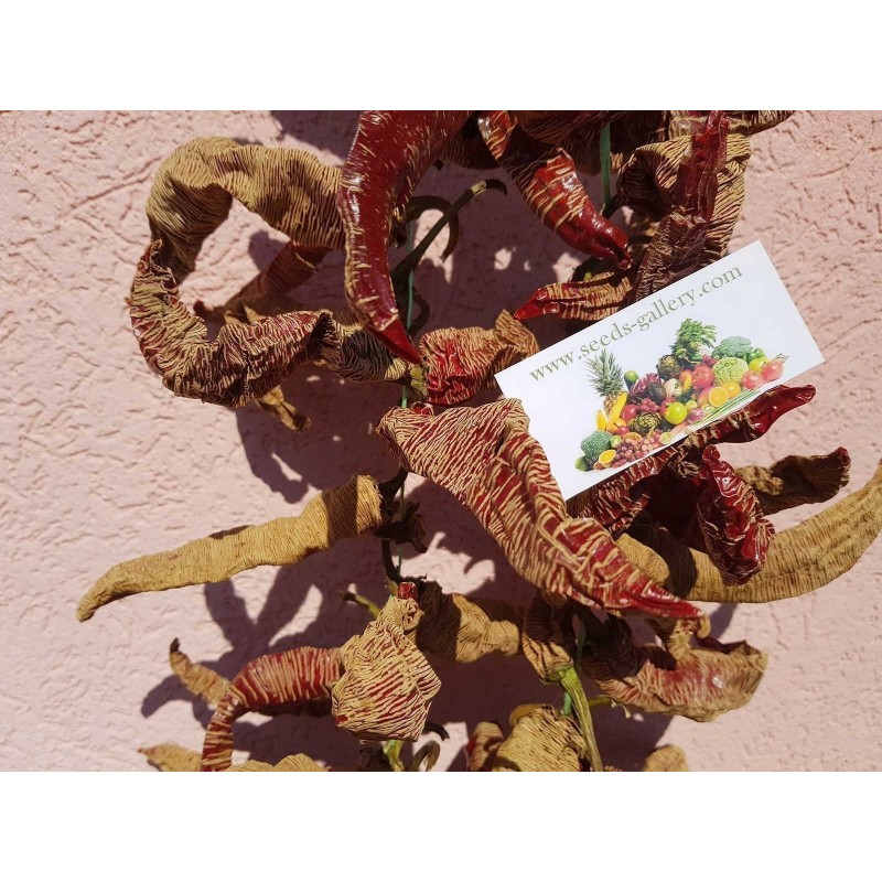 Price: €1.95 - Sementes pimenta Vezanka antigo variedade sérvio - Seeds Gallery