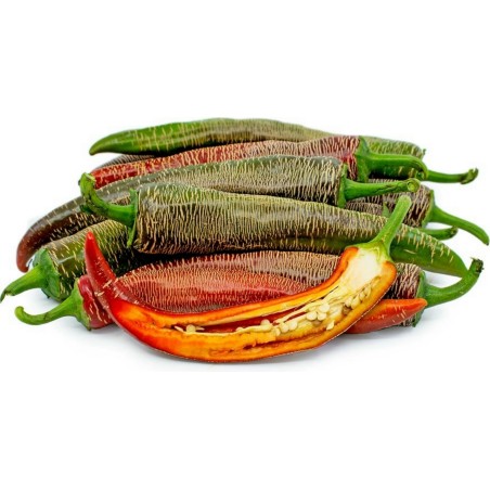 Graines de piments Vezanka variété ancienne Serbie