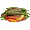 Chili Samen Vezanka Alte Serbische Sorte