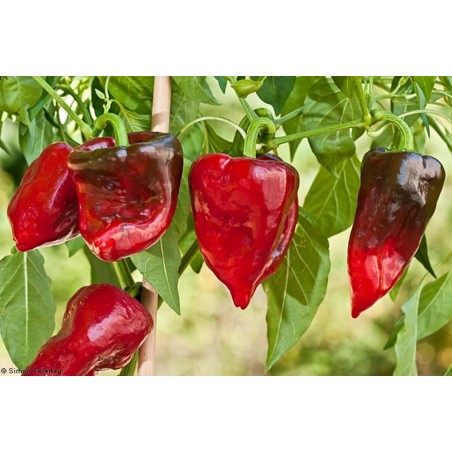 Price: €2 - Σπόροι Τσίλι - πιπέρι ANCHO MULATO POBLANO - Seeds Gallery