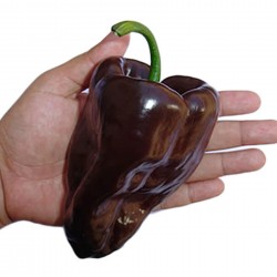 Sementes Chile de ANCHO MULATO POBLANO