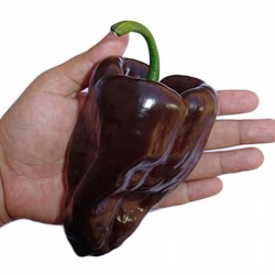 Σπόροι Τσίλι - πιπέρι ANCHO MULATO POBLANO