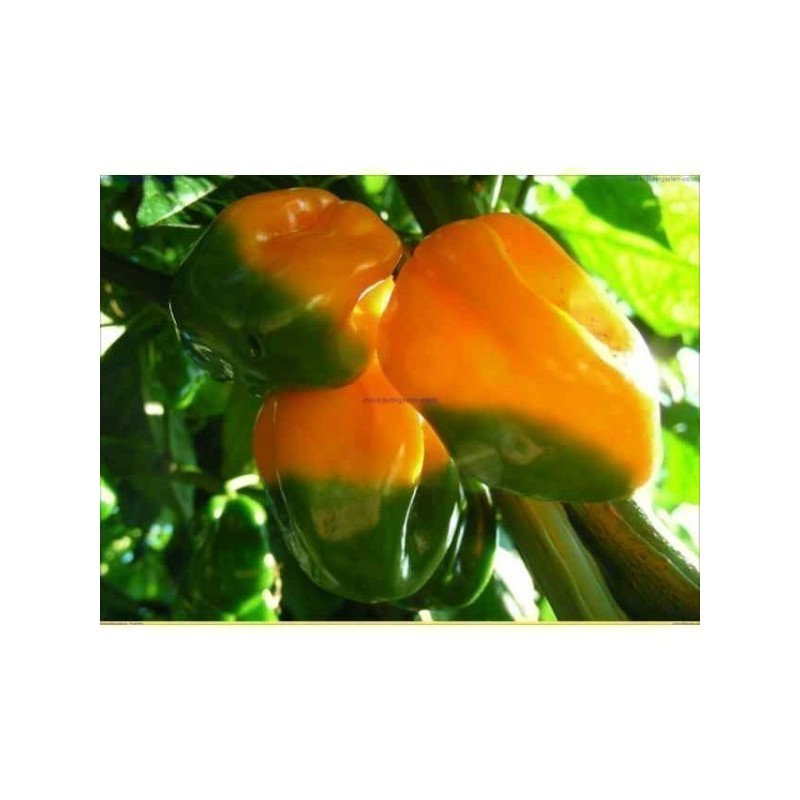 Price: €2.2 - Chilifrön Big Sun - Yellow Sun Habanero - 