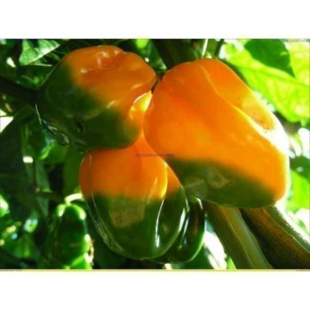Price: €2.2 - Chilifrön Big Sun - Yellow Sun Habanero -