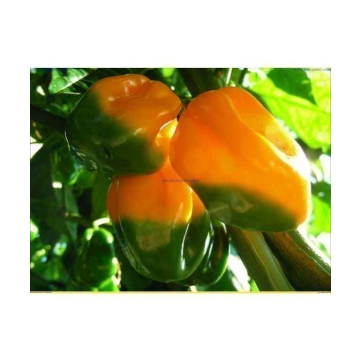 Big Sun Habanero Seeds - Yellow Sun - 258.037065
