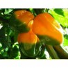Price: €2.2 - Chilifrön Big Sun - Yellow Sun Habanero - 