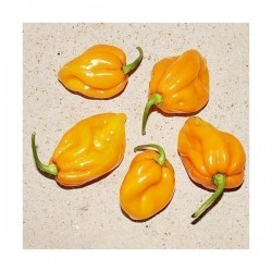 Σπόροι Τσίλι πιπέρι Big Sun - Yellow Sun Habanero