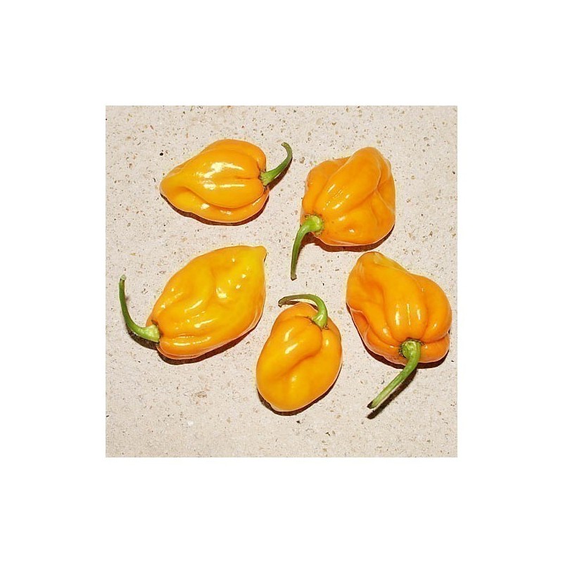 Price: €2.2 - Graines de Piment Big Sun - Yellow Sun Habanero - 