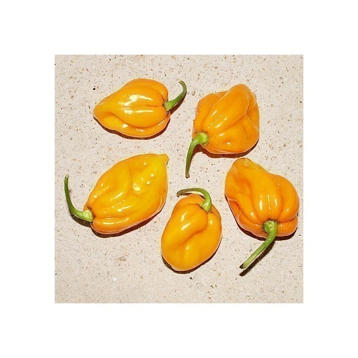 Big Sun Habanero Seeds - Yellow Sun - 258.037065