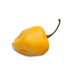 Price: €2.2 - Semillas de Pimiento Big Sun - Yellow Sun Habanero - 