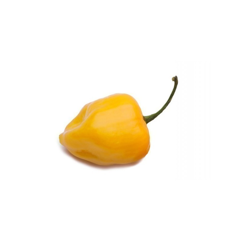 Σπόροι Τσίλι πιπέρι Big Sun - Yellow Sun Habanero