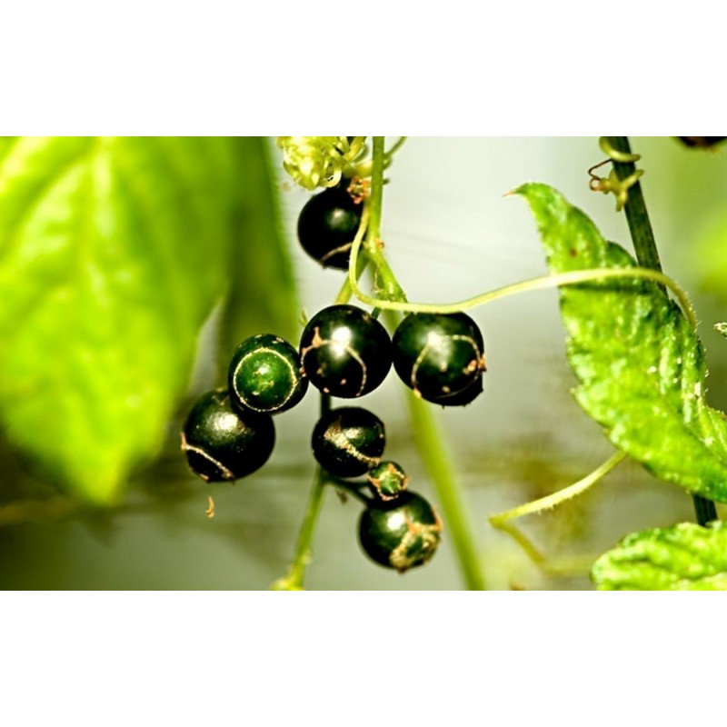 Price: €1.85 - Semillas de Jiaogulan (Gynostemma Pentaphyllum) - 