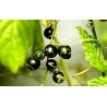 Price: €1.85 - Sementes de Jiaogulan (Gynostemma Pentaphyllum) - 