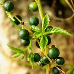 Jiaogulan Samen Pflanze der unsterblichkeit 