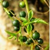 Price: €1.85 - Sementes de Jiaogulan (Gynostemma Pentaphyllum) - 