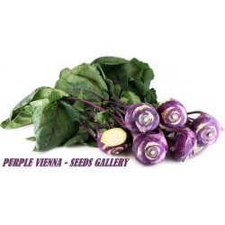 Kålrabbi Frön “Purple Vienna”