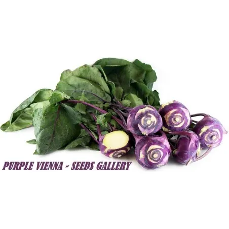 Vienna Purple Kohlrabi Samen