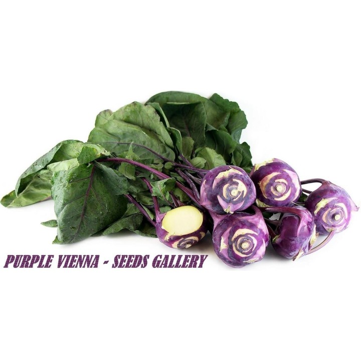 Kohlrabi Seeds Purple Vienna - 234.57915