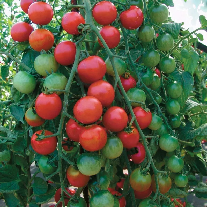 Semi di pomodoro Marglobe