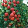 Semi di pomodoro Marglobe
