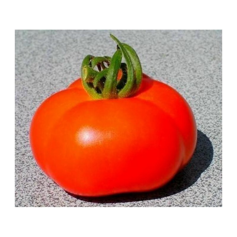 Price: €1.65 - Sementes de Tomate Marglobe - 