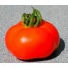 Sementes de Tomate Marglobe