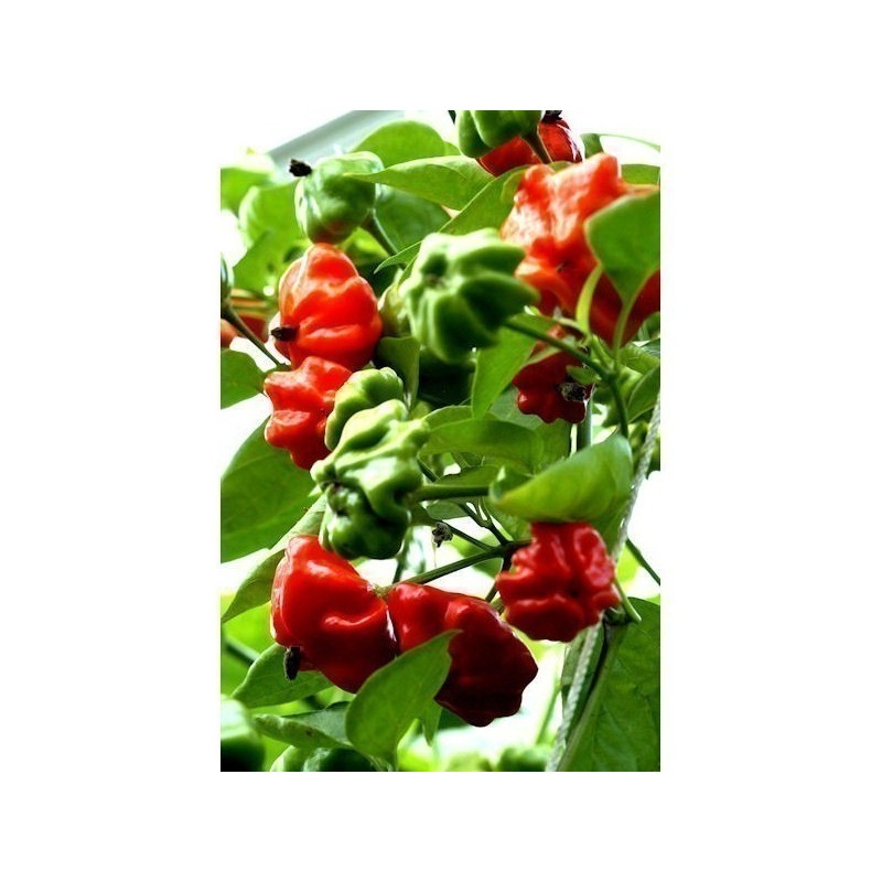 Price: €2.25 - Semi Di Peperoncino Brazilian Starfish - Seeds Gallery