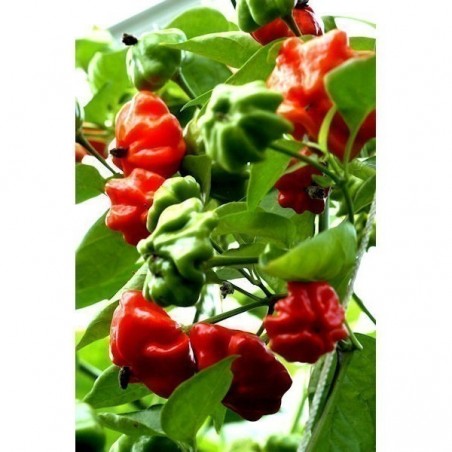 Price: €2.25 - Semi Di Peperoncino Brazilian Starfish - Seeds Gallery