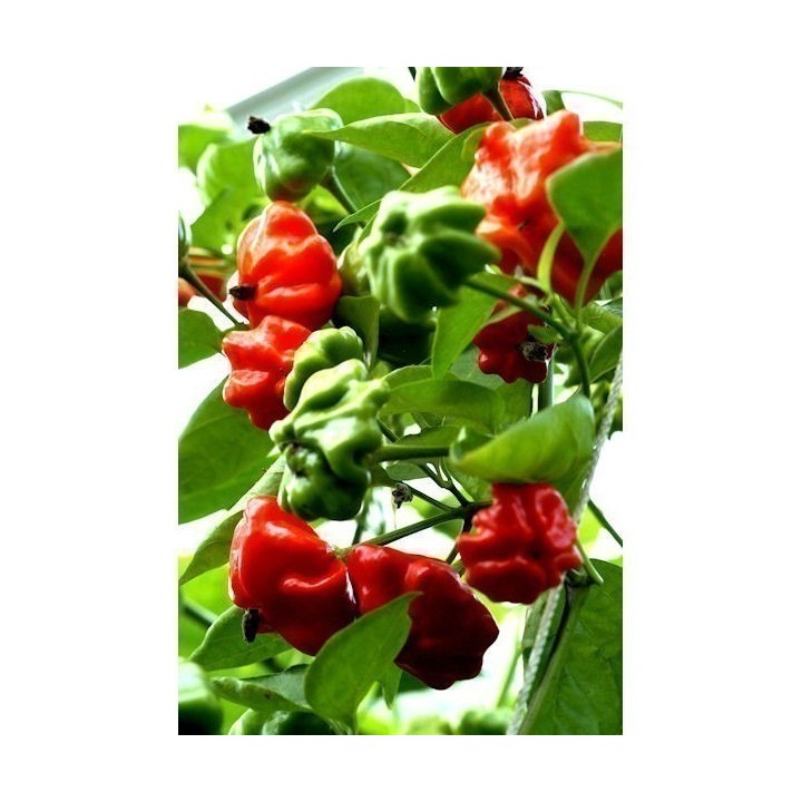 Brazilian Starfish Pepper Seeds - 263.901544