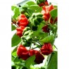Price: €2.25 - Sementes Pimenta Brazilian Starfish - Seeds Gallery