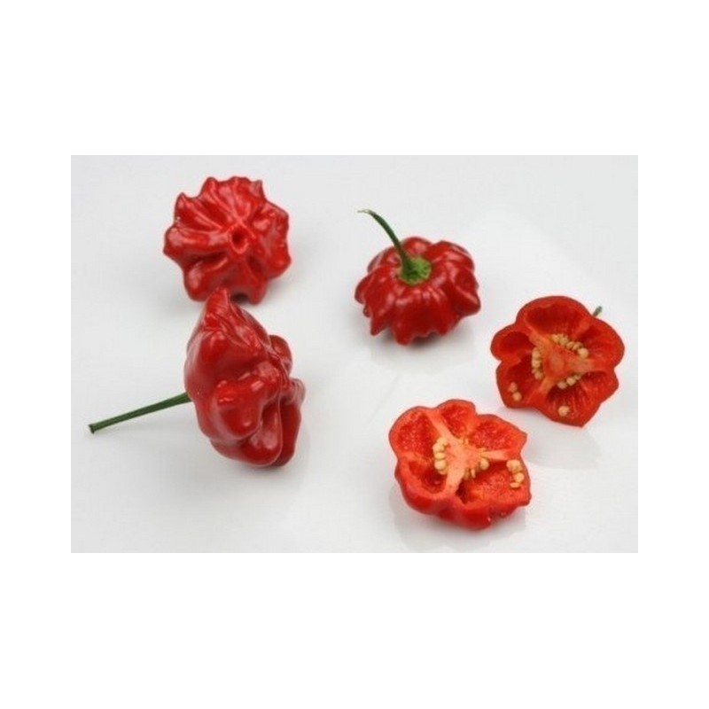 Price: €2.25 - Semi Di Peperoncino Brazilian Starfish - Seeds Gallery