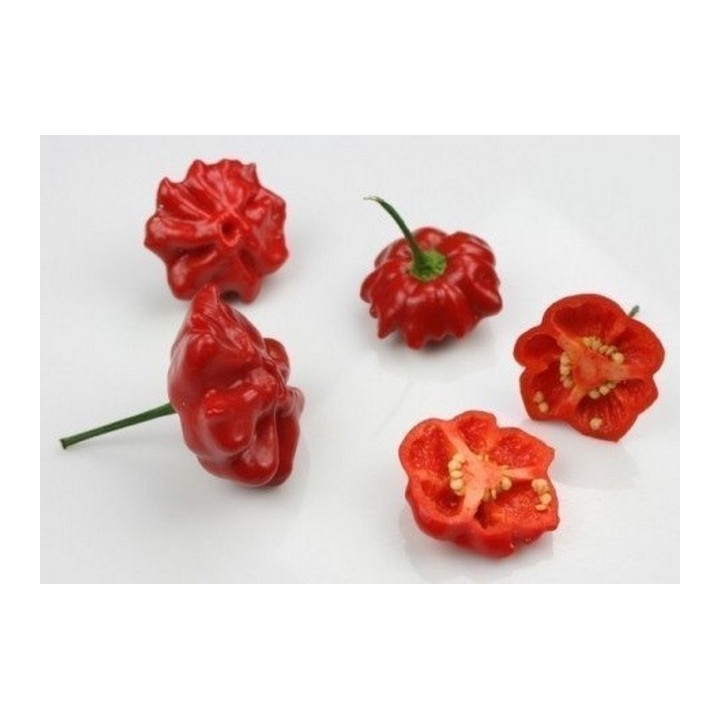 Brazilian Starfish Pepper Seeds - 263.901544