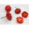 Price: €2.25 - Semi Di Peperoncino Brazilian Starfish - Seeds Gallery